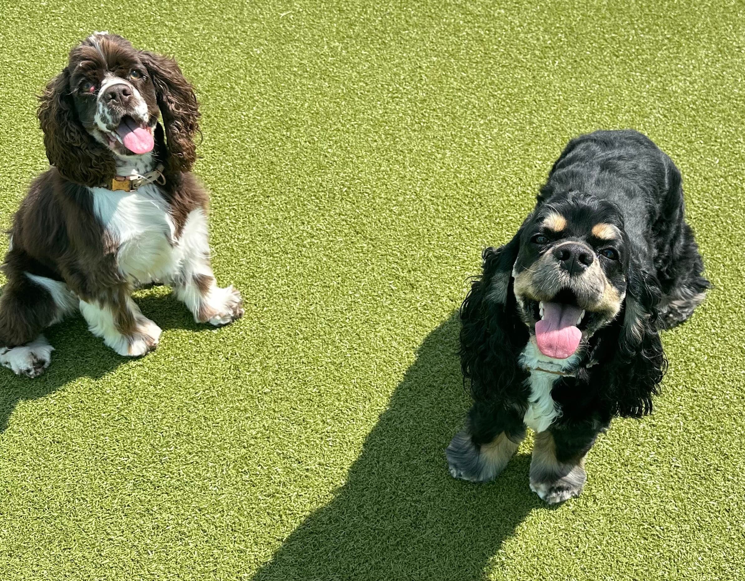 Happy Cocker Spaniels