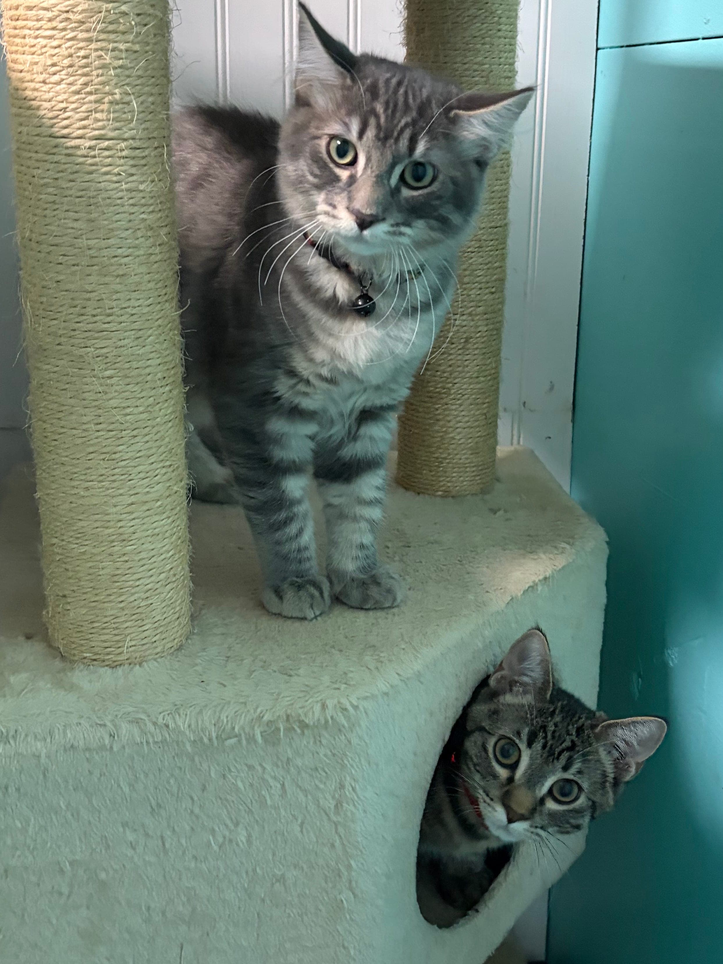Cats playing