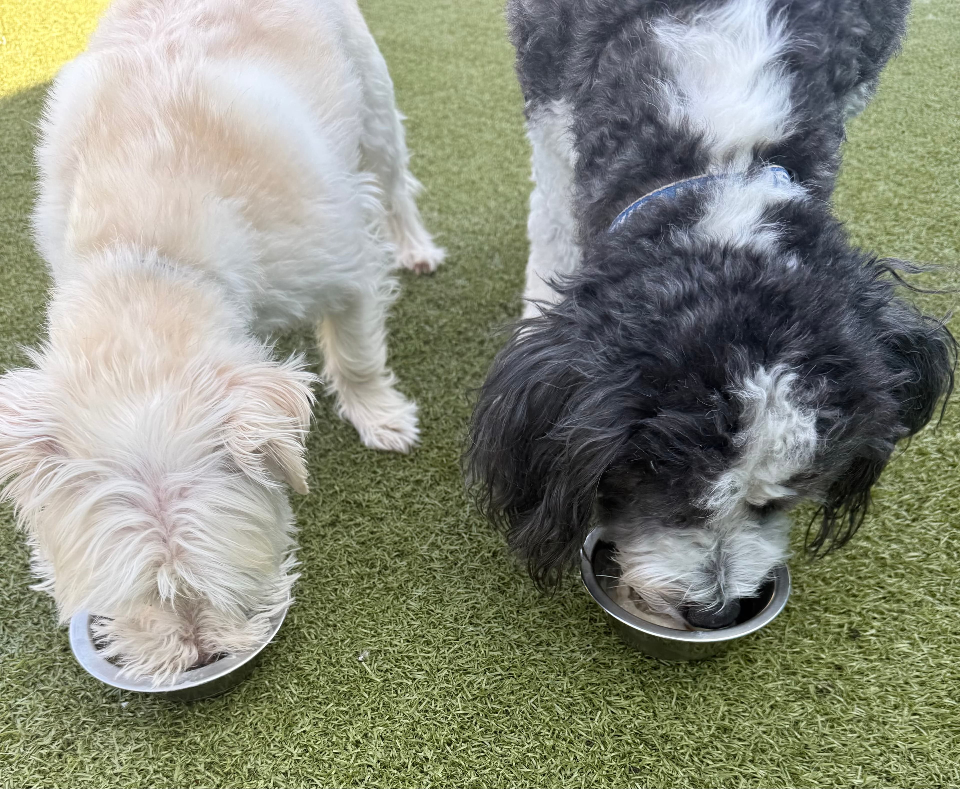 Daycare playtime