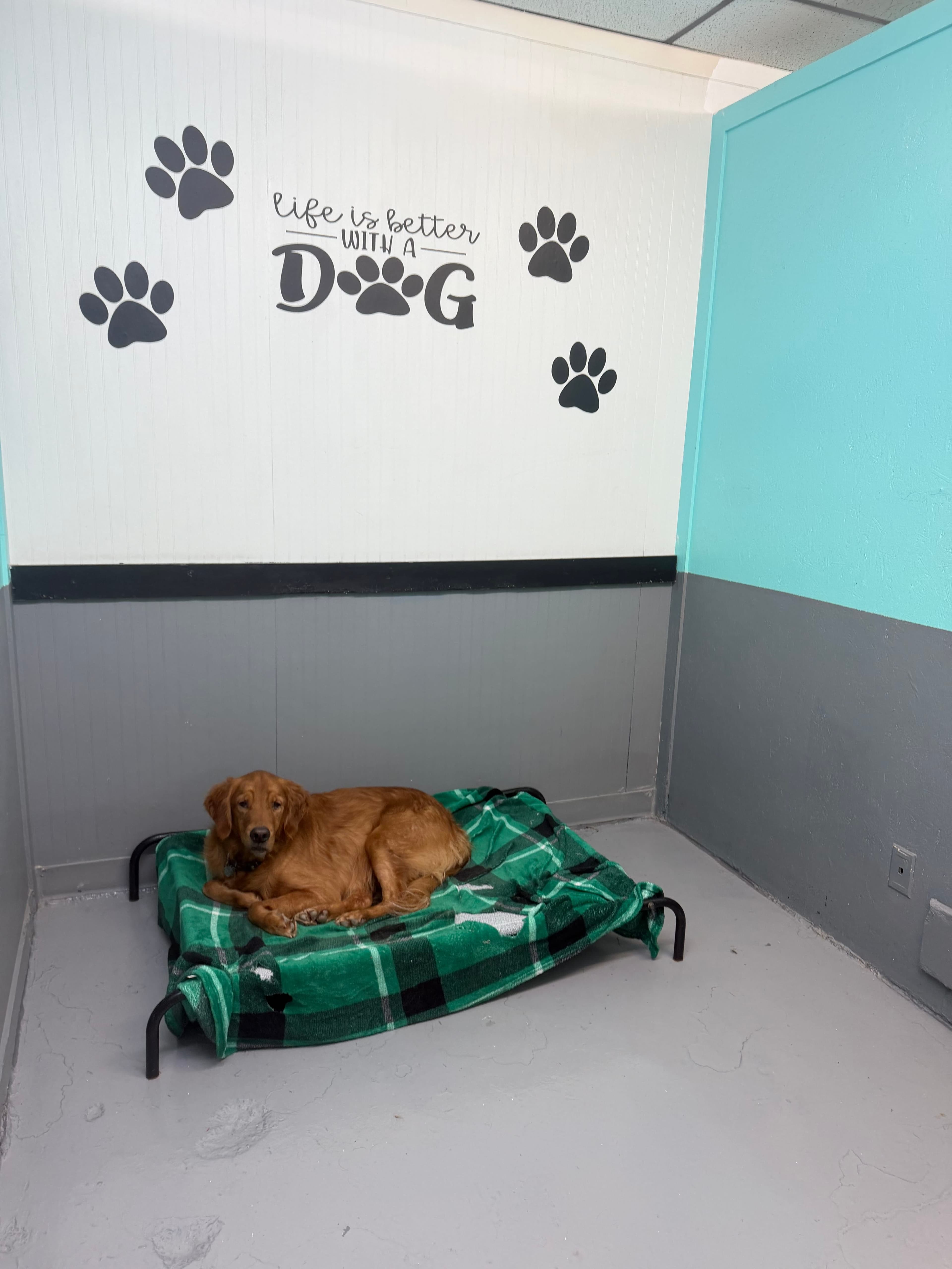Sleepy golden settling in