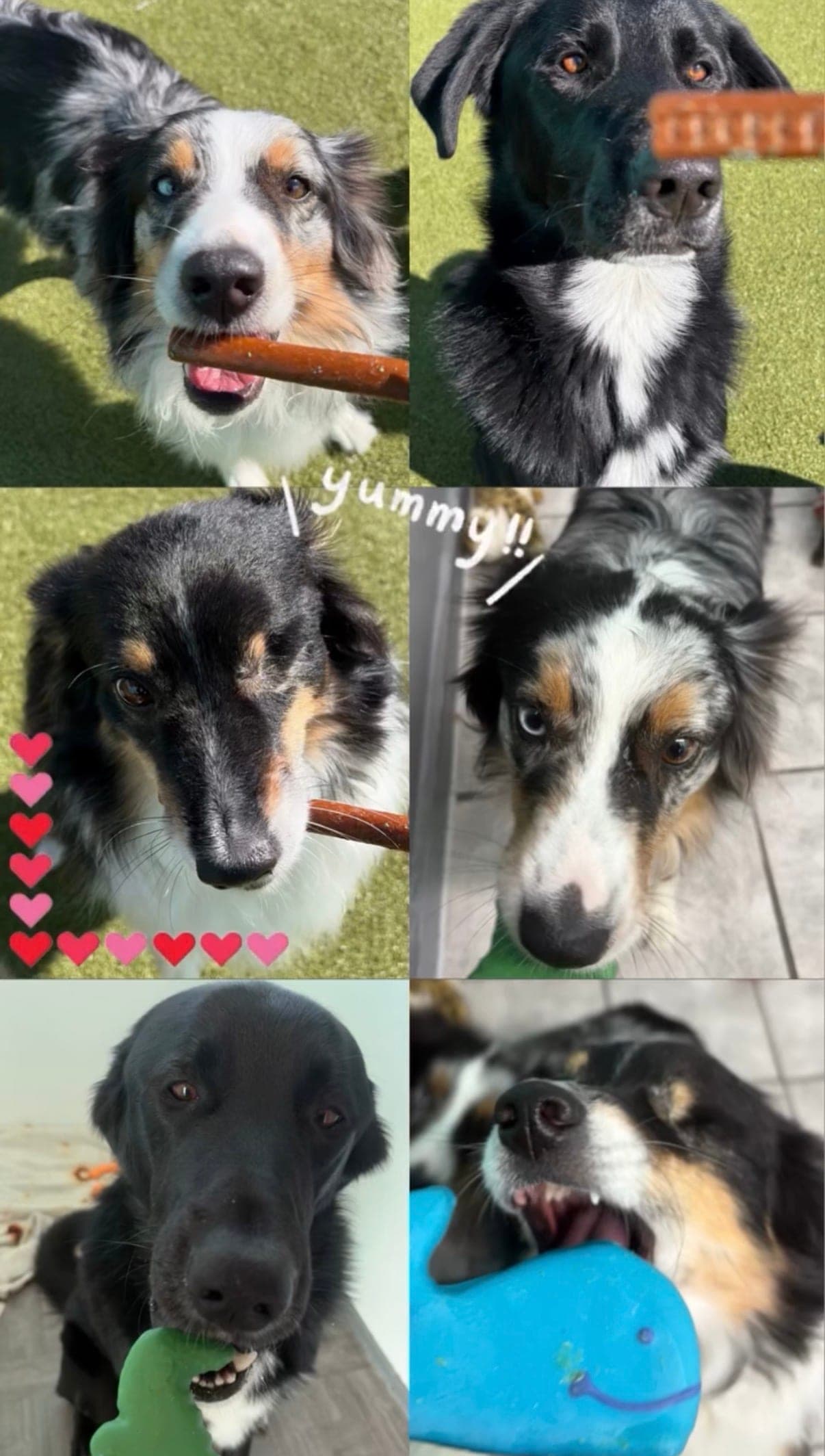 Pups enjoing treats at Barkley